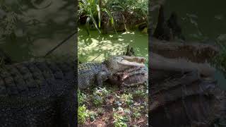 Stalemate Between A Gator and An Alligator Snapping Turtle