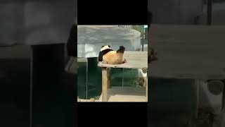 "I feel very comfortable" !!! - Pandagram