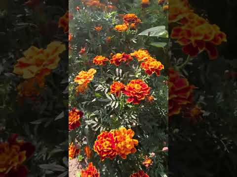 Чорнобривці🧡♥️💛Marigolds #квіти #чорнобривці #marigold #flowers #nature #inspiration #beauty