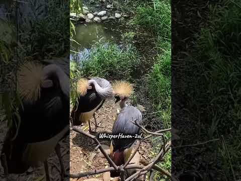 "Whisper of the Forest – Relaxing Bird Sounds for Sleep" | #shorts #calmingsounds #sleepmusic #asmr