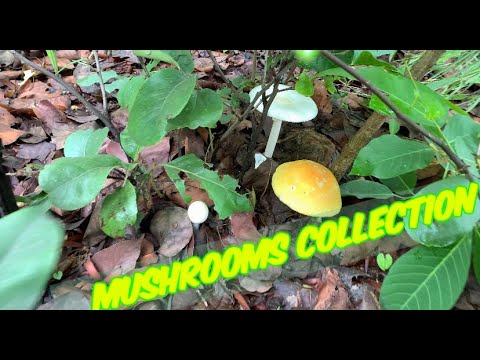 Mushrooms Collection
