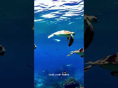 Exploring the Depths: An Underwater Adventure