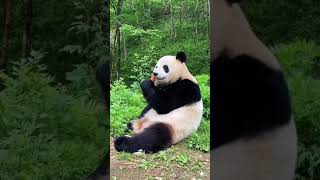 Eat radish very seriously - Pandagram