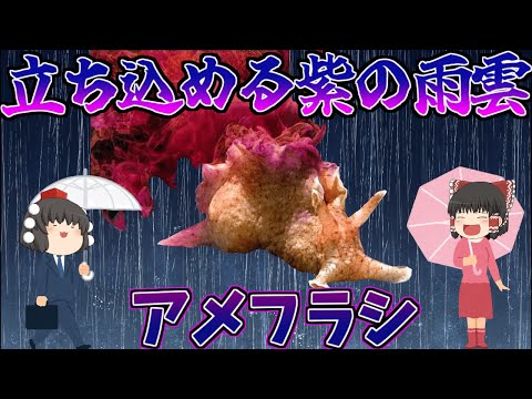 【ゆっくり解説】海の雨雲！アメフラシ