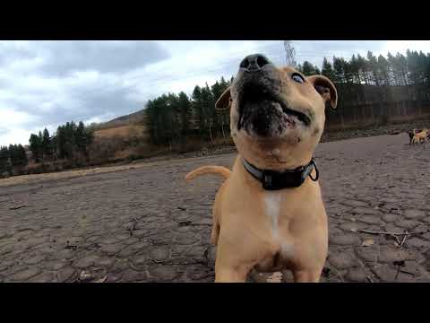 AMAZING DOGS - AMIGOS !!