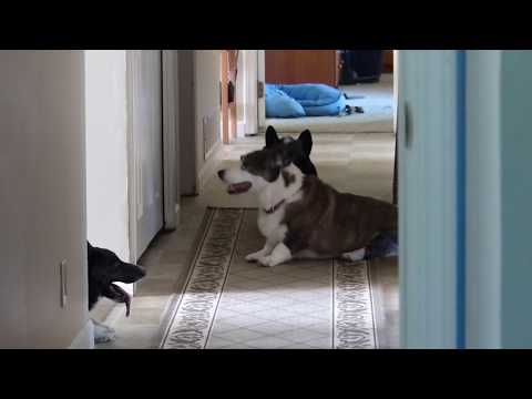 Three speeds of cardigan corgi