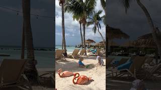 Playing on Flamingo Beach #aruba #renaissance #island #kids #flamingo #flamingobeach #beach #shorts