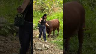 Hilarious Farm Animal Moments