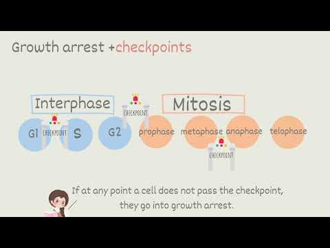 ATI TEAS 7 I Cell Cycle- Interphase + Mitosis I