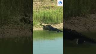 Crocodile hunting a big python 😱😱 | 🌟🌟 Animals action moment 0050 🌟🌟 #python #animals #crocodile