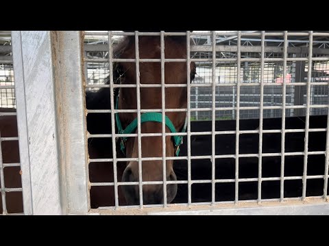 ウォーキングマシーンで運動するブラストワンピースくん