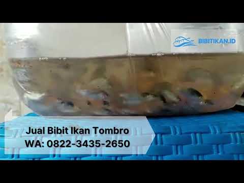 Jual Benih Ikan Tombro - Supplier Bibit Ikan Tombro Lamongan Jakarta Kalimantan