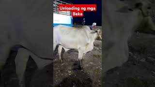 Urdaneta City Livestock Market #marketday #livestockmarket #cow #brahmancattle  l #livestockfarming
