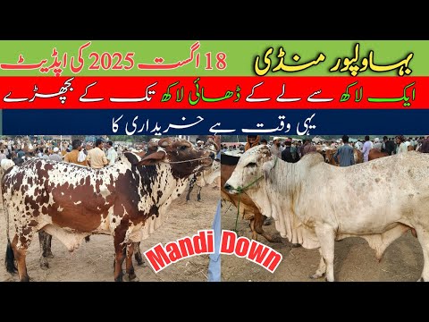 When to Buy Cattle in 2025| Smart Farming Guide #bahawalpurmandi