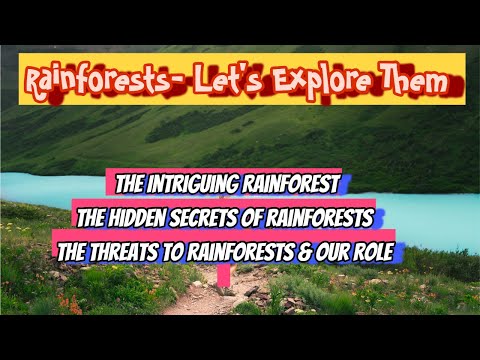 Rainforests- Let's Explore Them