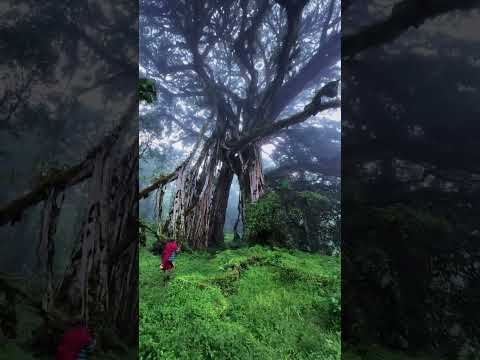 Traveling #shorts #hiking #jungle #forest