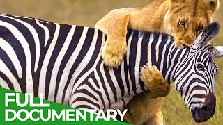 Fight or Flight: Survival at All Costs | Free Documentary Nature