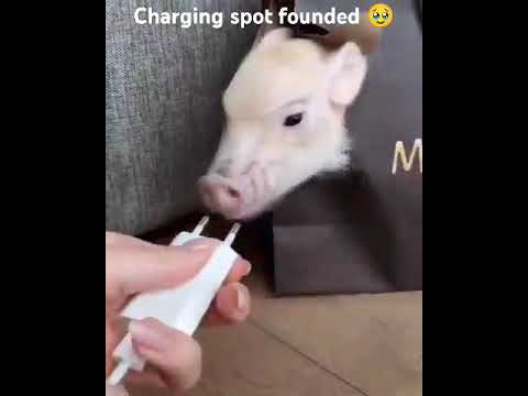 The perfect charging outlet has been found 🙊