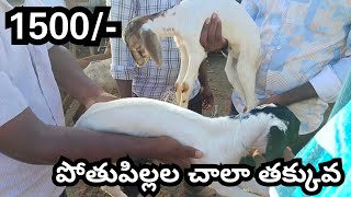 Very Cheap Goats Sheeps Marketing 🐐🐐🐏🐏