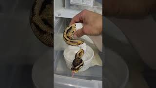 Ray is just being a sweetheart 😉👌#pythonregius #petlover #reptile #exotics #ballpython #pets #shorts