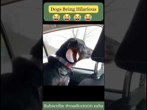 Funny Dogs 😂😂#shorts #funnyshorts #funnyanimalvideos