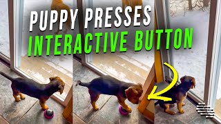 Smart Puppy Presses the Interactive Button to Let Owner Know It Wants Out