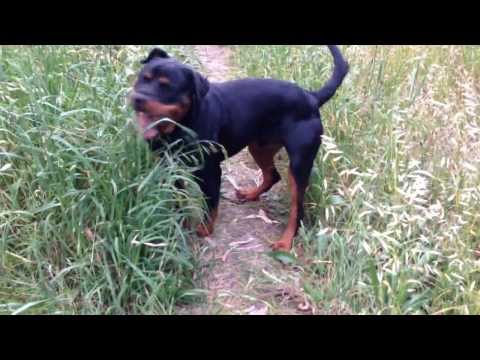 Rottweiler excited