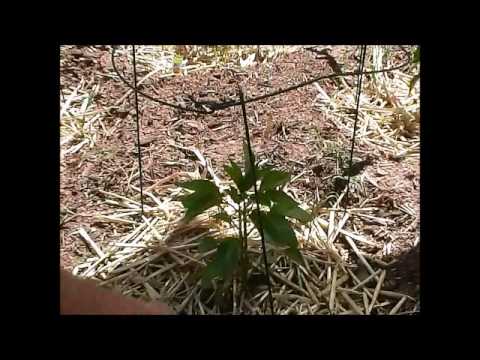 Desert veggie garden. pt. 3 watering and garden update