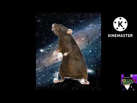 are rats conscious🧐