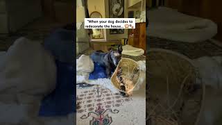 #DogAtHome#PetTrouble #MischiefMaker #DogLife #HomeWreckingHound #PetParents #DogLovers#LifeWithDogs