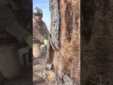 Ash Tree Logging #arborist #tree #chainsaw #husqvarna #wood