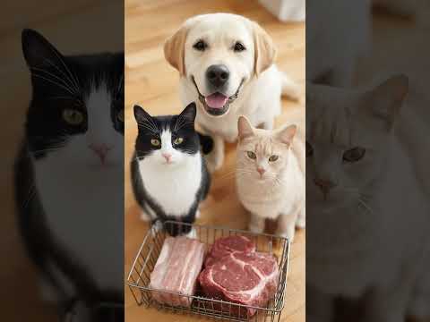 Dog and cats are curious about raw meat🐶🐱#dog #cat #cute #funny