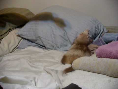 Ferret Playtime 2