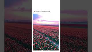 #sunset #sunrise #blend #sea #tulip #natute #goldenmoments #whatsappstatus #trendingshorts #insta