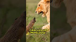 The Mongoose Don’t Give a Sh*t😤