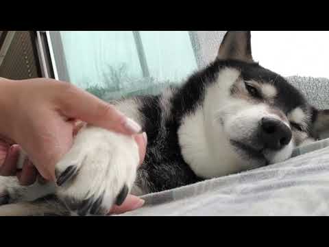 Does your dog like massages? My Shiba inu sure does #shibainu #doge #doglover  #shibapuppy