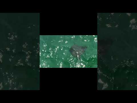 Dania Beach Pier Mantarey coming in hot #theonethatgotaway   #pierfishing #daniabeach #mantaray