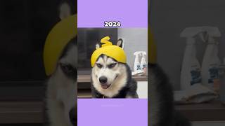 Legendary Cat Memes (Then vs Now) 💔🕊️ #shorts