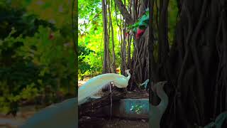 beautifull scene🥰😘🦚 #cute #popular #viralvideo #youtubeshorts