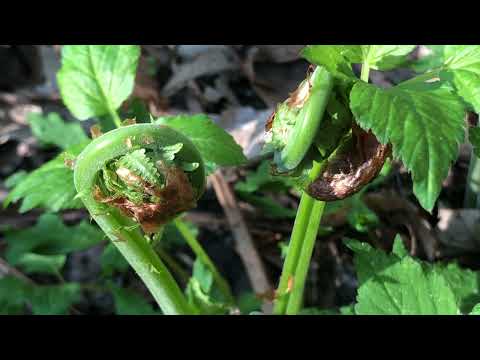 Foraging and Cooking Fiddleheads