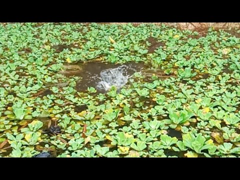 Rezeki di pagi hari -mancing sepat siam ||vlog#04