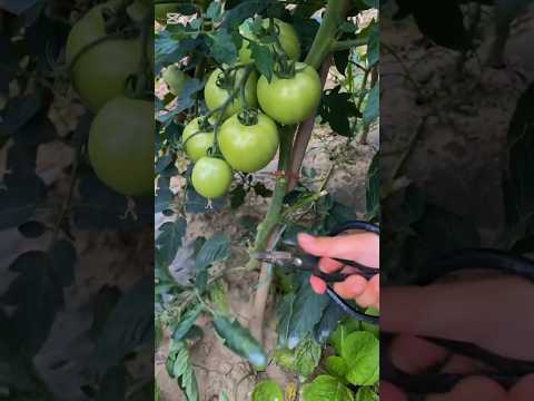 #garden #farming #shorts  #plantingtechniques #plantingtips