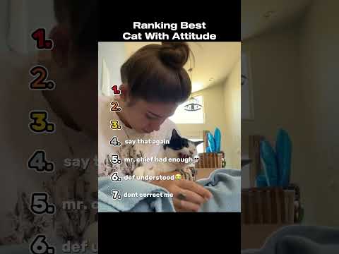 Ranking The Best Cats With Attitude