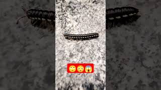 black millipede😳😳😳 #wildlife #blackmillipedes #millipede #shortsfeed #viralshort #shortvideo #shorts