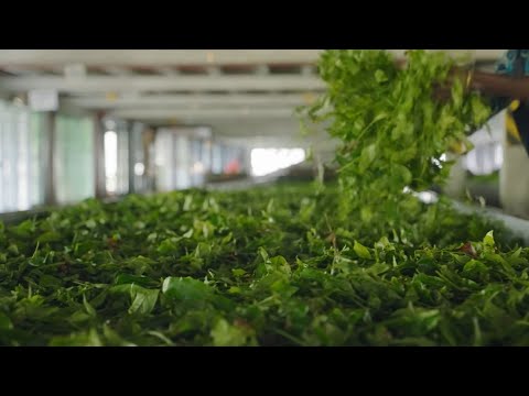 How Tea Is Made