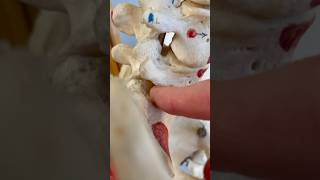 How Nerves Talk to the Spinal Cord