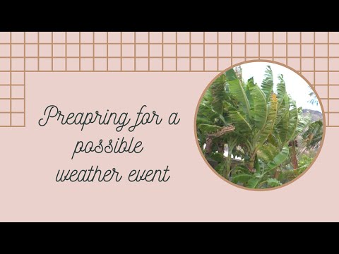 Episode 26: Preparing Orchids for possible weather event