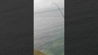 Jetty Fishing Fine Rockfish #fishing #fun #food #fish