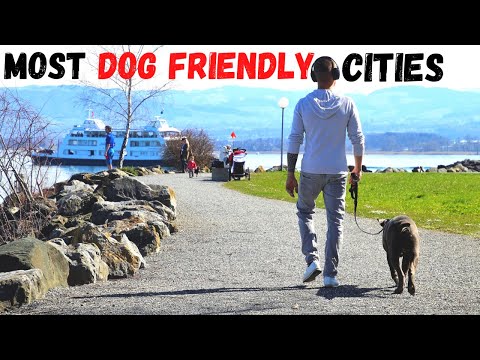 Top 10 Most Dog Friendly Cities in the United States