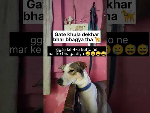pitai hogayi jojo ki 😂😂😅😅🥲🥲 #viralshorts #shorts #trending #dog
